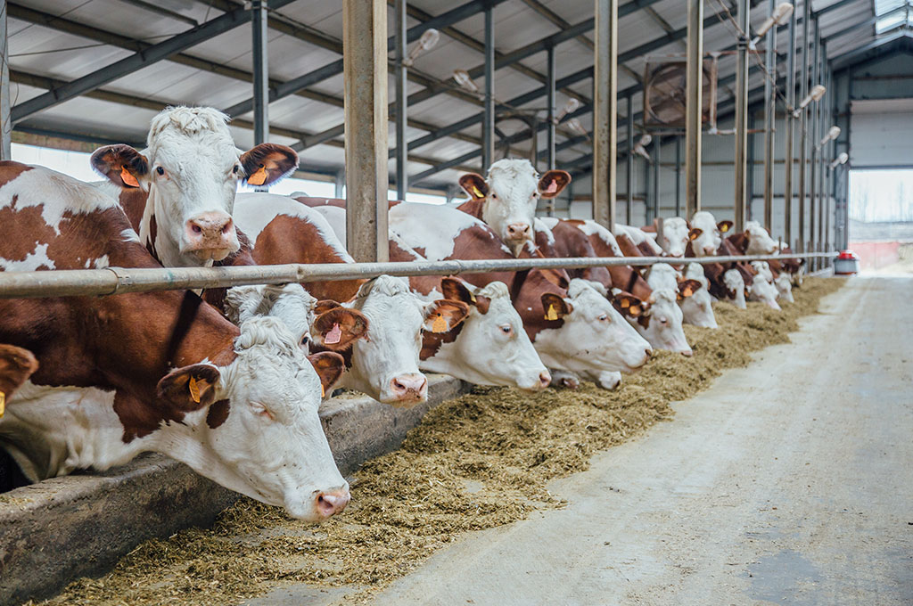Prefabricated sheds for cattle | Vettorello Luciano